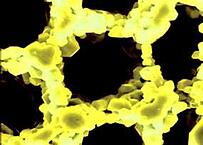 log home cell structure